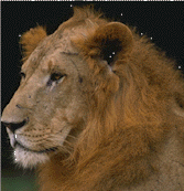 lion.gif (22546 bytes)